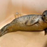 Focas: un llamado urgente por su conservación