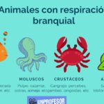 Formas de vida que utilizan branquias para respirar