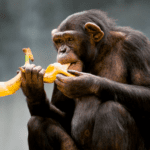 Frugívoros: características esenciales y ejemplos destacados de animales
