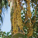 Frutos de palmeras: nombres y tipos que debes conocer