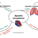 Función de nutrición: definición y procesos esenciales