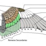 Funciones esenciales de las plumas en las aves