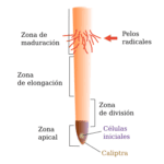 Funciones y componentes de la raíz en las plantas