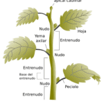 Funciones y componentes del tallo en las plantas