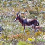 Fynbos: características biodiversidad y ecosistemas únicos