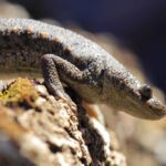 Gallipato: características curiosidades y todo lo que necesitas saber