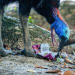 Garras letales: el fascinante mundo de los animales