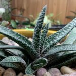 Gasteria: guía esencial de cuidados y variedades