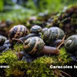 Gasterópodos: Tipos características y su fascinante diversidad