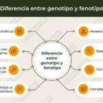 Genotipo y fenotipo: Comprendiendo sus diferencias clave