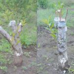 Germinación de semillas de durazno: métodos y cuidados esenciales