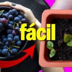 Germinación de semillas de uva: técnicas y cuidados esenciales