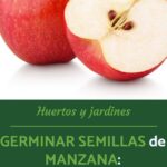 Germinar semillas de manzana: guía y cuidados esenciales