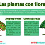 Gimnospermas: definiciones características y ejemplos clave