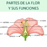 Gineceo: definición componentes y su función en las flores