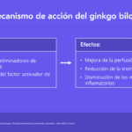 Ginkgo biloba: beneficios usos y posibles efectos secundarios