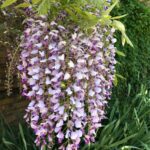 Glicina y wisteria: cuidados esenciales y características clave