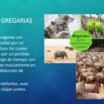 Gregarismo: definiciones ejemplos y sus principales características
