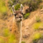 Guanaco: aspectos esenciales sobre su vida y hábitat