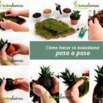 Guía completa para crear un kokedama perfecto