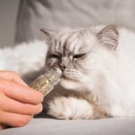 Guía completa para cultivar catnip de manera efectiva
