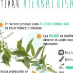 Guía completa para cultivar hierba luisa con éxito