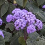 Guía completa para cultivar la planta de terciopelo