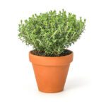Guía completa para cultivar tomillo en casa