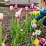 Guía completa para cultivar tulipanes exitosamente