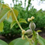 Guía completa para cultivar y cuidar el nogal