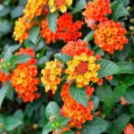 Guía completa para cultivar y cuidar la lantana