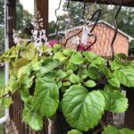 Guía completa para cultivar y cuidar la planta de la moneda