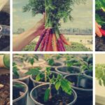 Guía completa para cultivar y mantener manzanos saludables