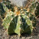 Guía completa para el cuidado del cactus estrella