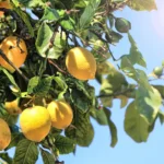 Guía completa para el cuidado del limonero