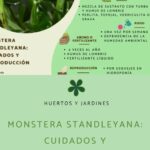 Guía completa sobre cuidados y reproducción de Monstera standleyana
