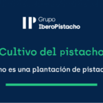 Guía completa sobre el cultivo del pistacho