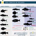 Guía completa sobre la clasificación de los peces