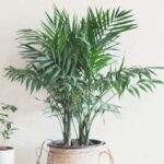 Guía completa sobre palmeras de interior: cuidados y variedades