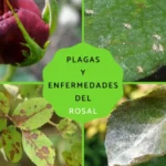 Guía completa sobre plagas y enfermedades en rosales