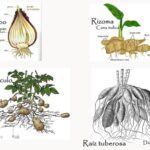 Guía completa sobre plantas de bulbos y su cuidado