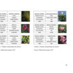 Guía completa sobre plantas ornamentales: tipos y nombres