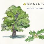 Guía de árboles pequeños: características y fotografías destacadas