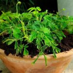 Guía de cuidados para la mimosa pudica