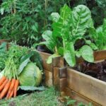 Guía de siembra para enero Cultiva tu jardín