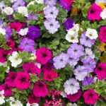 Guía esencial para cuidar tus petunias con éxito