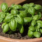 Guía esencial para cultivar albahaca en maceta