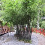 Guía esencial para cultivar bambú en tu jardín