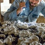 Guía esencial para cultivar champiñones en casa