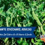 Guía esencial para cultivar guisantes en casa